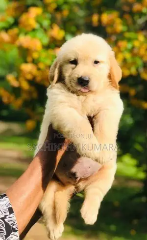 Golden Retriever Puppies