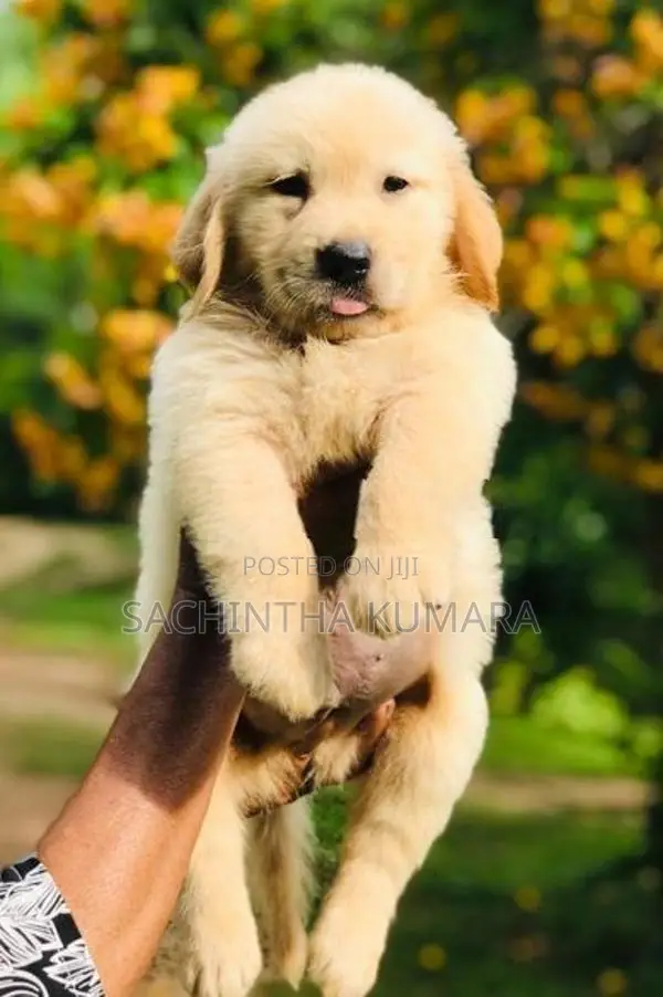 Golden Retriever Puppies