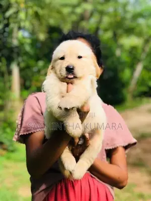 Golden Retriever Puppies