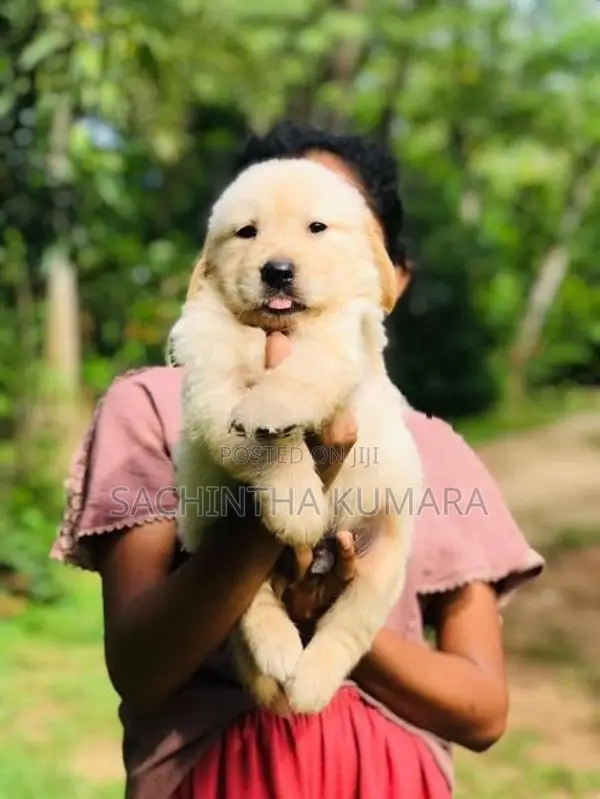 Golden Retriever Puppies