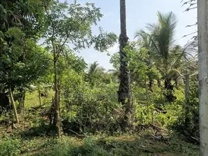 Land for Sale Hospital Road Mulankavil