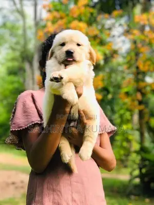 Golden Retriever Puppies