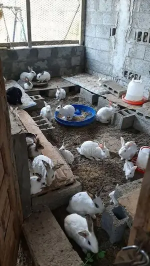 Rabbits