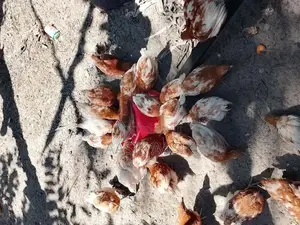 Chicken