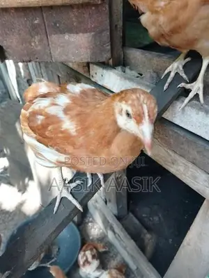 Chicken
