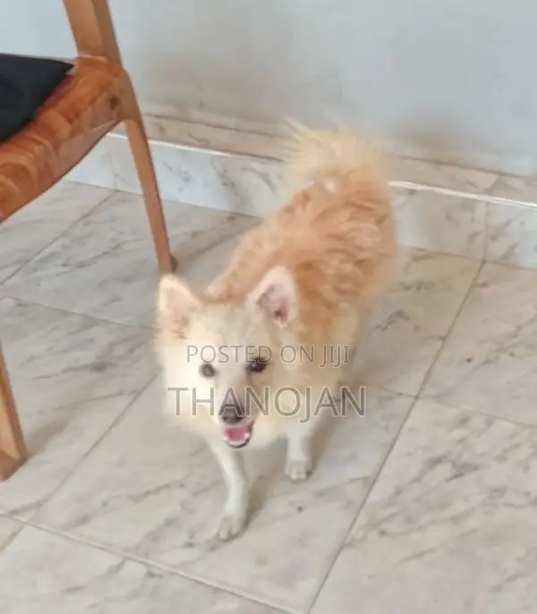Pomeranian