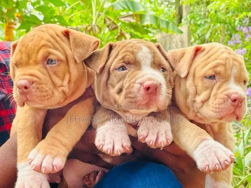 American Bully puppies XL