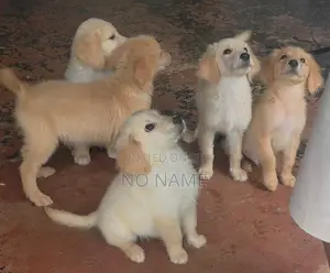 Golden Retriever Puppies