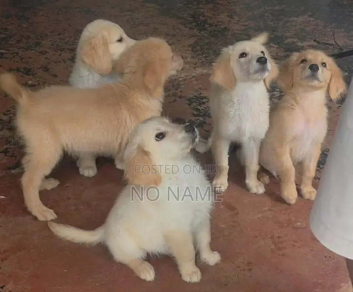 Golden Retriever Puppies