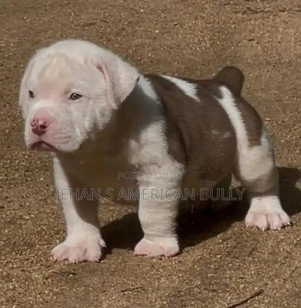 American Bully puppies XL