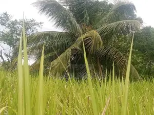 Land for Sale in Siyambalanduwa