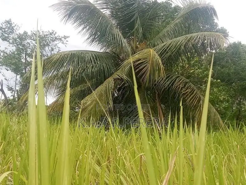 Land for Sale in Siyambalanduwa