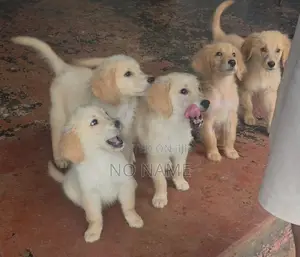 Golden Retriever Puppies