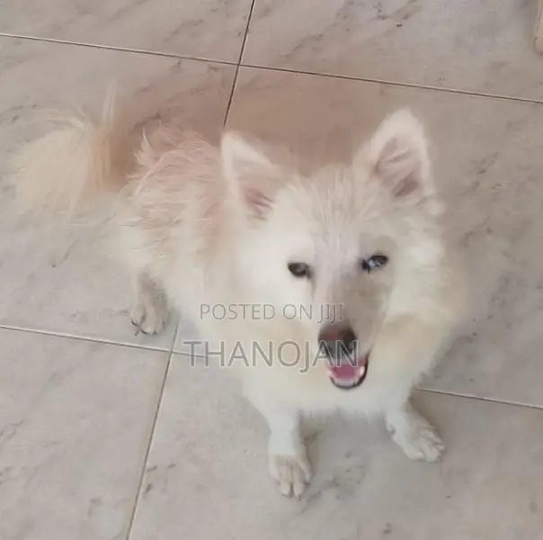 Pomeranian
