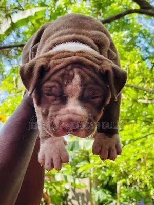 American Bully puppies XL