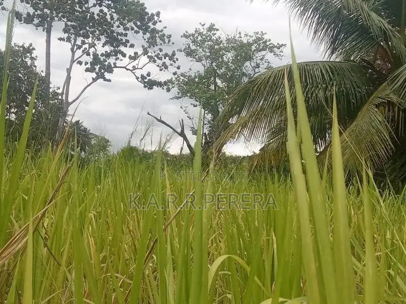 Land for Sale in Siyambalanduwa