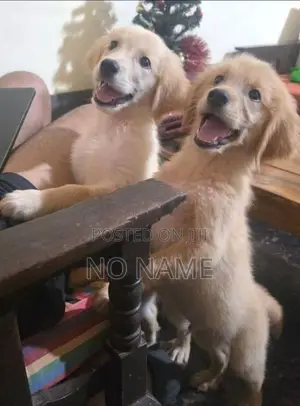 Golden Retriever Puppies