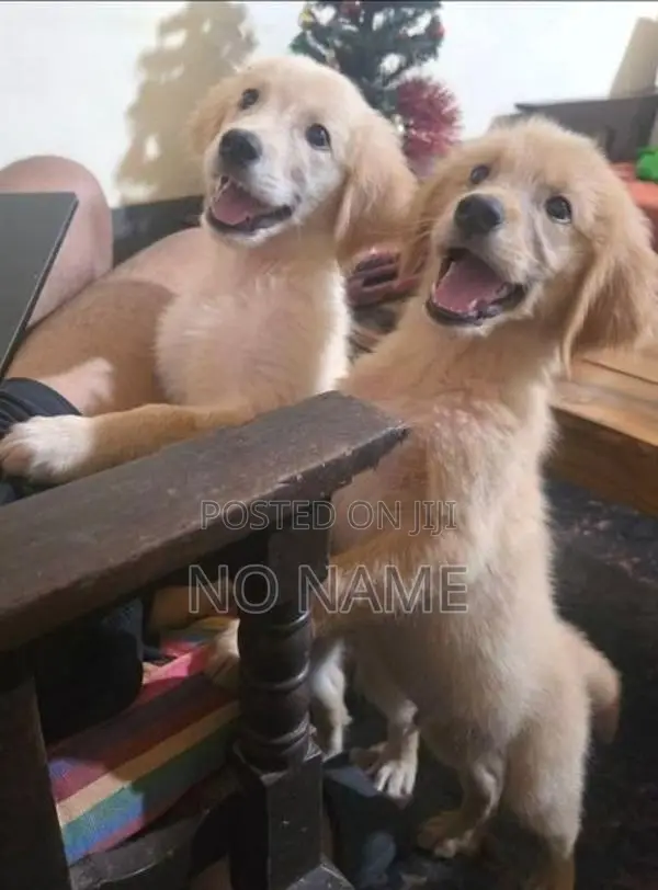 Golden Retriever Puppies