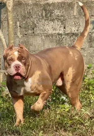 American Bully puppies XL
