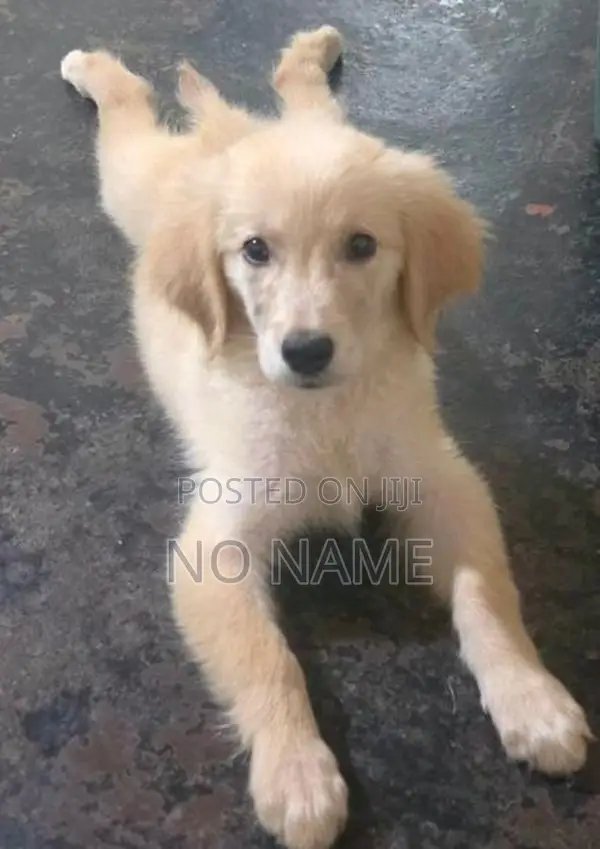 Golden Retriever Puppies