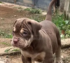 American Bully puppies XL