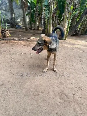 German Shepherd