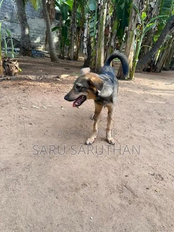 German Shepherd