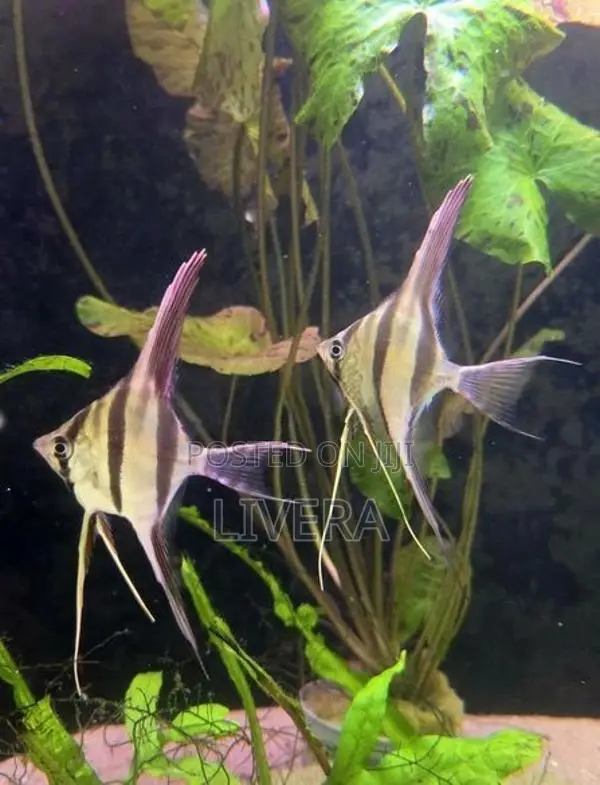 Atabapo Altum Angel