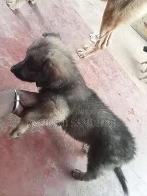 ජර්මන් ශෙපඩ්