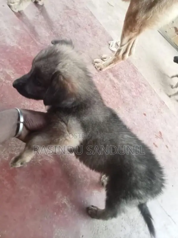 ජර්මන් ශෙපඩ්