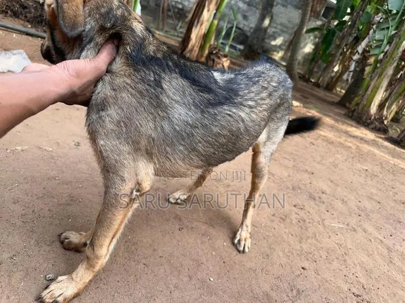 German Shepherd