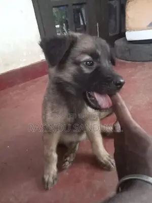 ජර්මන් ශෙපඩ්