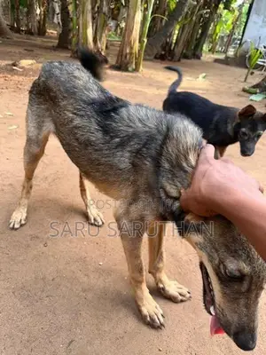 German Shepherd