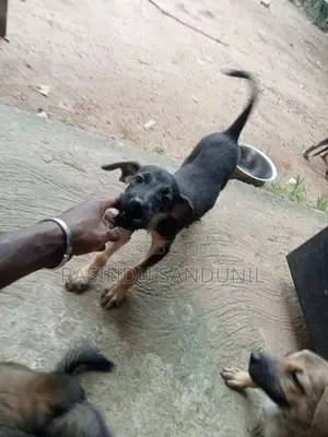 ජර්මන් ශෙපඩ්