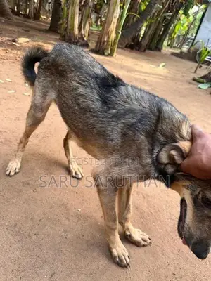 German Shepherd