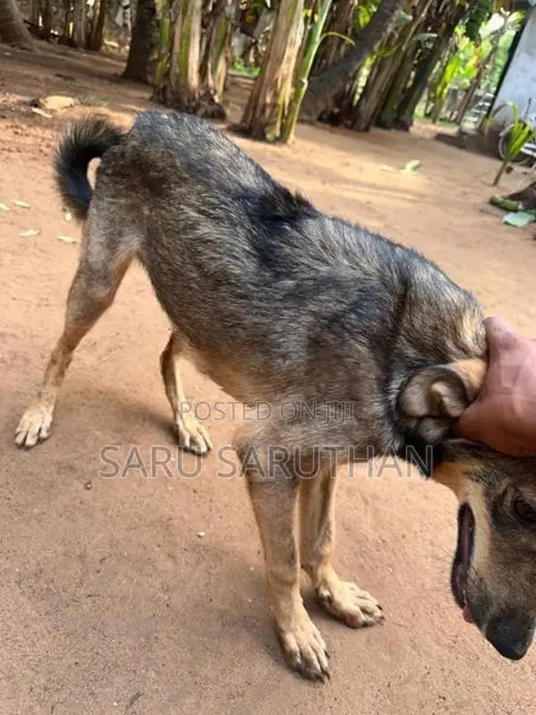 German Shepherd