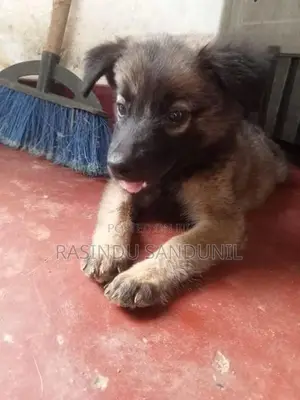 ජර්මන් ශෙපඩ්