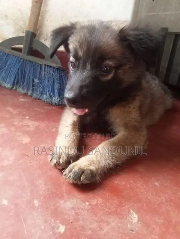 ජර්මන් ශෙපඩ්