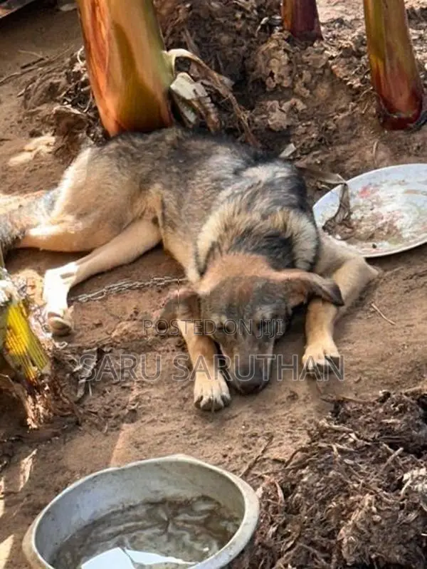 German Shepherd