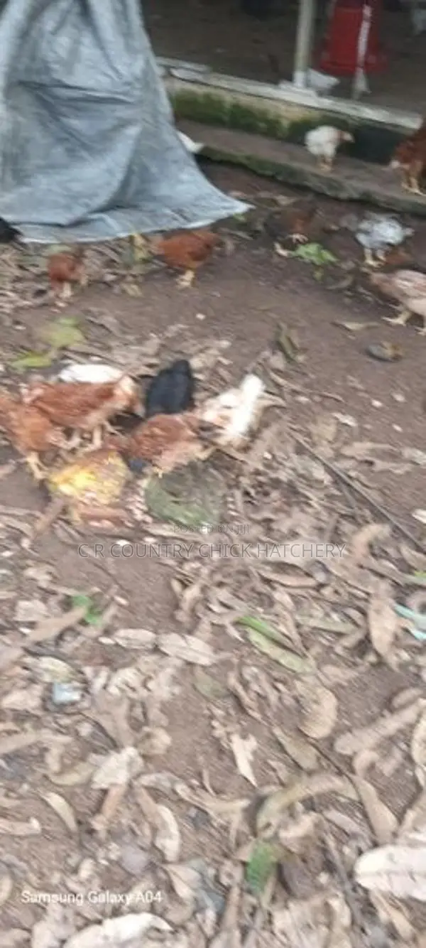 කිකිලි පැටවු