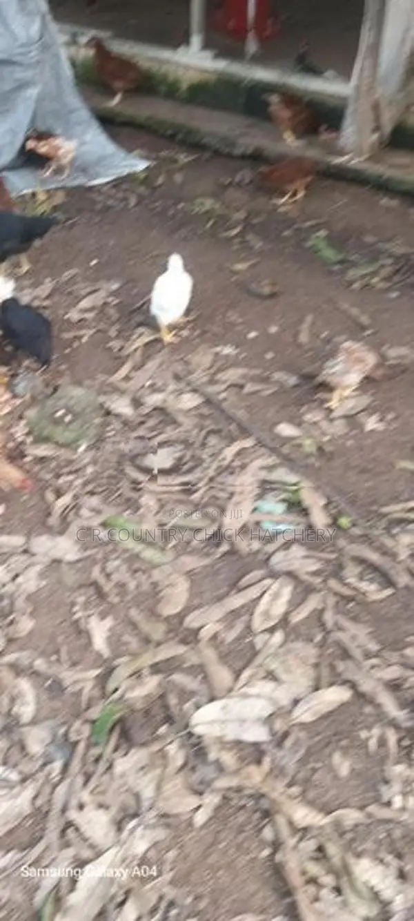 කිකිලි පැටවු
