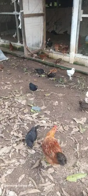 කිකිලි පැටවු