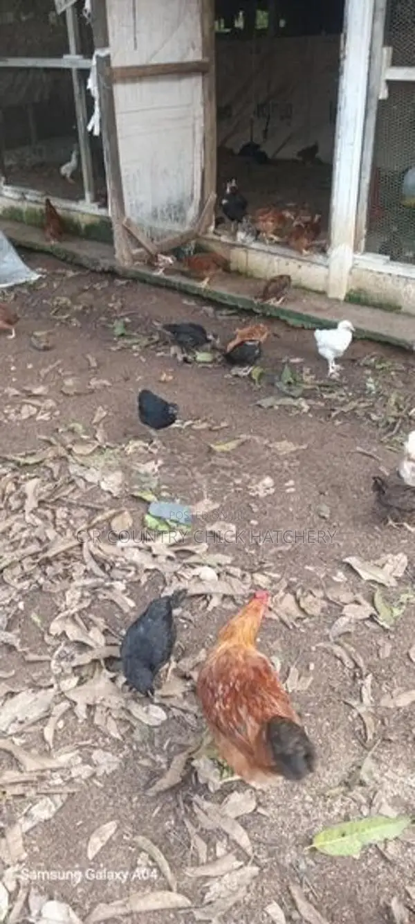 කිකිලි පැටවු