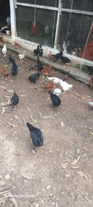 කිකිලි පැටවු
