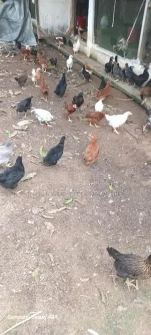 කිකිලි පැටවු