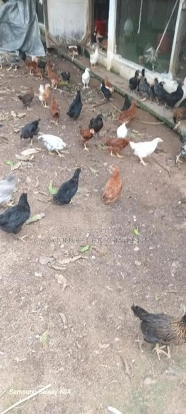 කිකිලි පැටවු
