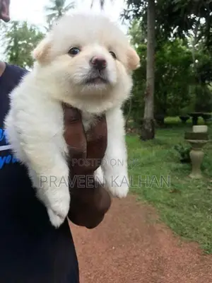 Lion Pomeranian