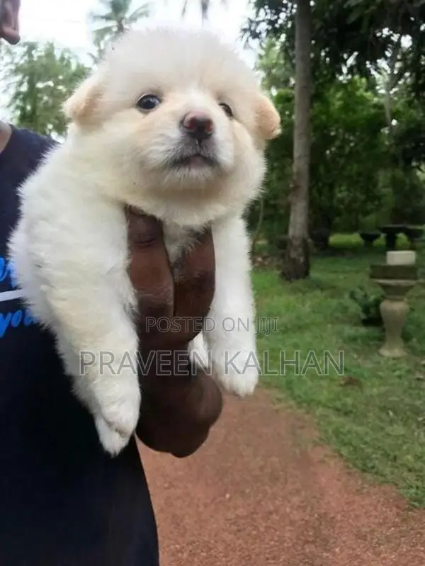 Lion Pomeranian