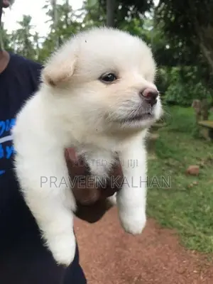 Lion Pomeranian