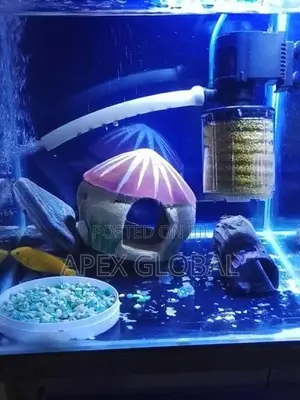 Yellow Malawi with Tank